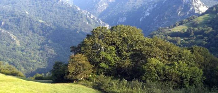 vistas al bosque