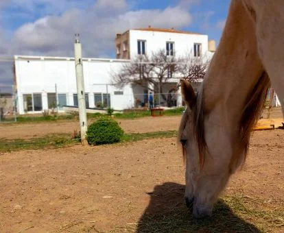 Finca rural con granja de caballos y un caballo pastando libremente.