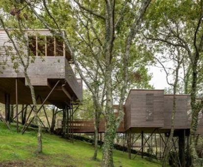 Coquetas cabañas en los árboles de este alojamiento en medio del bosque.