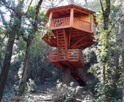 Preciosa cabaña de madera sobre los árboles de este establecimiento en la naturaleza.